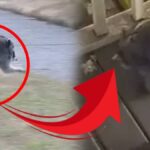 Fotografi goren bir daha bakiyor kimse bu yaratigin ne oldugunu cozemiyor gYpK1IW2